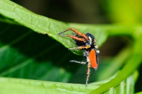617 Philaeus chrysops (Ragno saltatore rosso)